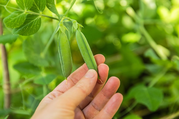 Conceito de jardinagem e agricultura trabalhadora agrícola colhendo ervilhas orgânicas maduras frescas verdes o