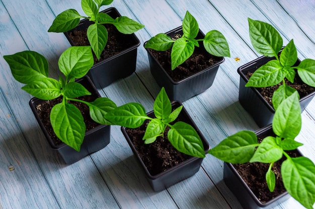 Conceito de jardinagem em casa. Mudas jovens de pimenta em vasos sobre um fundo azul de madeira.