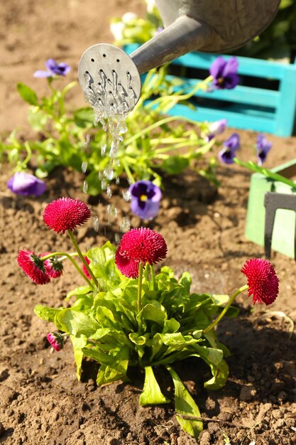 Conceito de jardinagem lindas flores no jardim com luz do sol
