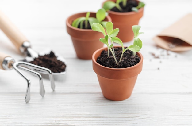 Conceito de jardinagem plantando em casa