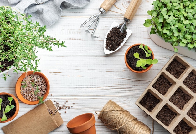 Conceito de jardinagem plantando em casa