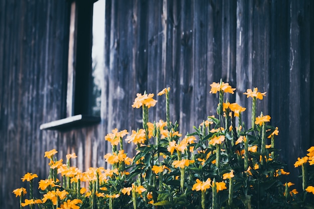 Conceito de jardinagem primavera: amarelo fresco, em uma parede de madeira de fundo
