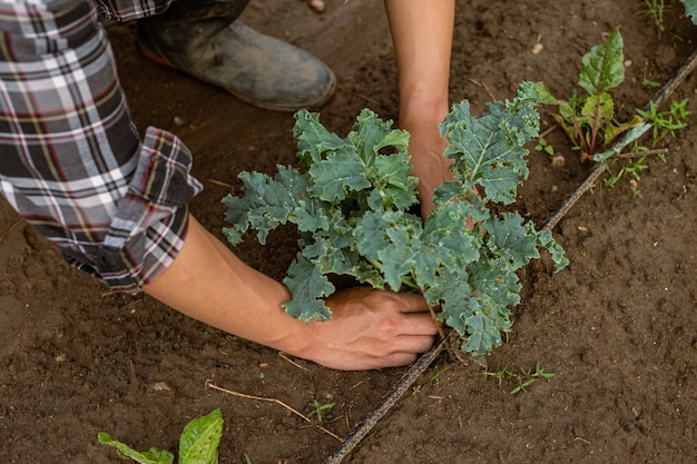 Conceito de jardinagem: um jovem jardineiro do sexo masculino cuidando de um vegetal, removendo o solo ao redor da planta com uma pá.