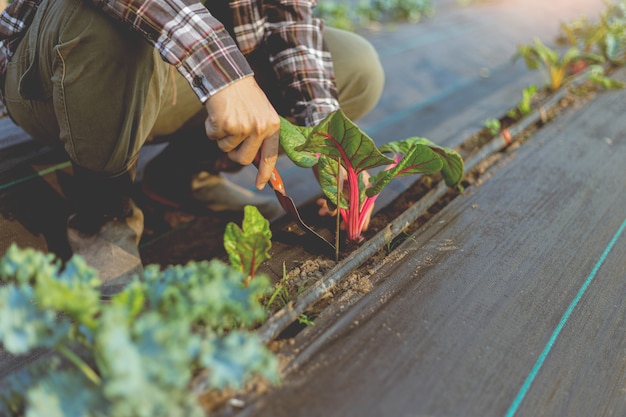 Conceito de jardinagem: um jovem jardineiro do sexo masculino cuidando de um vegetal, removendo o solo ao redor da planta com uma pá.