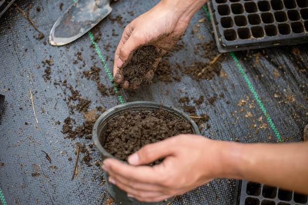 Conceito de jardinagem: várias plantas verdes replantadas em vasos maiores para permitir que as plantas cresçam ainda mais.