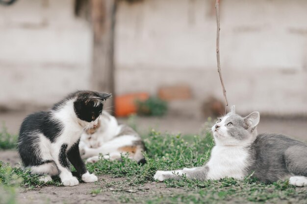 Foto conceito de melhores amigos três gatinhos deitam-se na grama e relaxam no quintal da vila gatos amigos para sempre