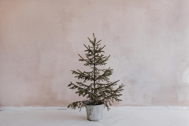 Conceito de Natal minimalista estético Spruce abeto em balde vintage contra parede rosa empoeirada neutra