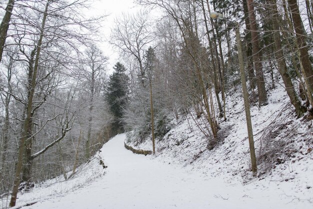 conceito de natureza, estação e ambiente - floresta de abetos de inverno e campo coberto de neve