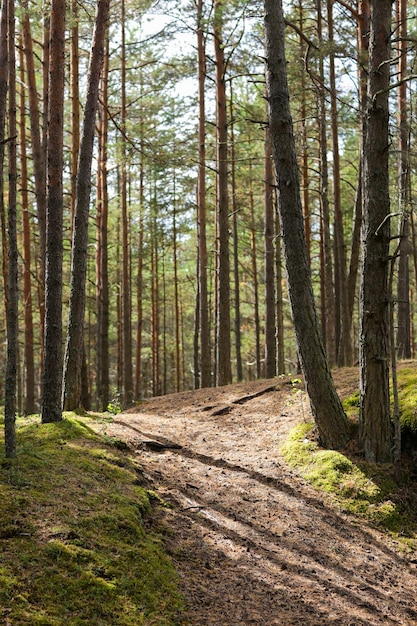 conceito de natureza, estação e ambiente - floresta de pinheiros de verão e caminho