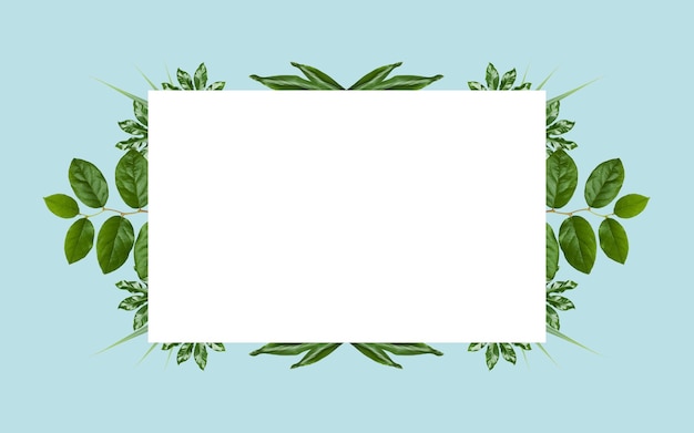 conceito de natureza, orgânico e botânica - espaço em branco branco e folhas verdes sobre fundo azul