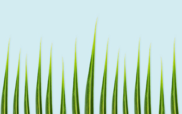 conceito de natureza, orgânico e botânica - folhas verdes ou grama sobre fundo azul