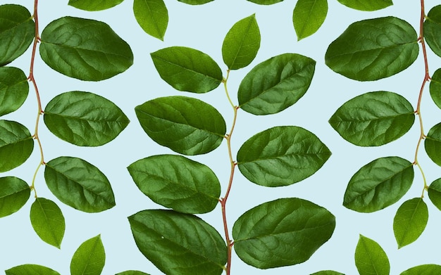 conceito de natureza, orgânico e botânica - folhas verdes sobre fundo azul