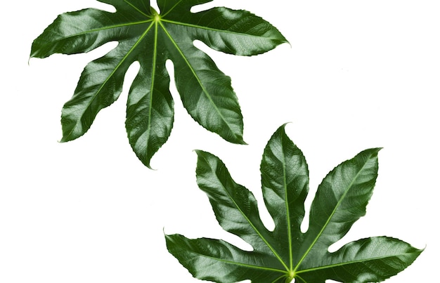 conceito de natureza, orgânico e botânica - folhas verdes sobre fundo branco