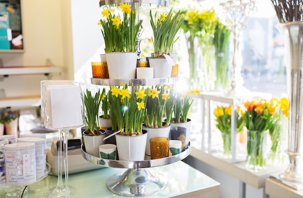 conceito de negócios, venda e floricultura - flores de narciso em stand na floricultura