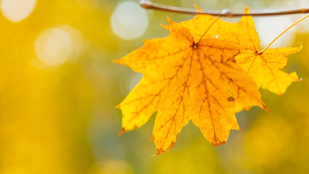 Conceito de outono dourado. Folhas de outono fundo com bordo amarelo. Folhas de outono amareladas no fundo desfocado. Copie o espaço