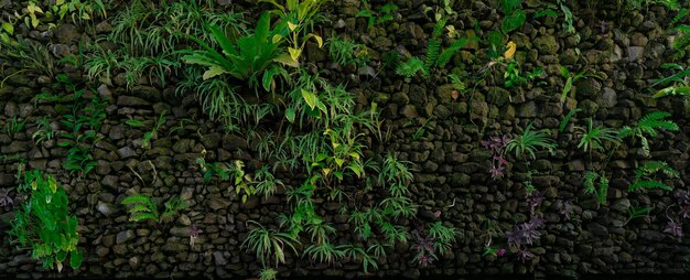 Conceito de parede ecológica verde Planta ornamental verde sobre fundo de parede de pedra Construção sustentável Fechar