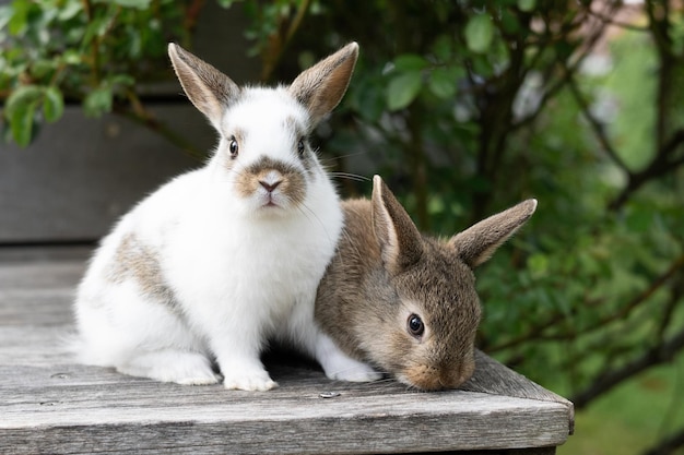 Conceito de Páscoa dois pequenos coelhos marrons e brancos em um terraço de madeira fora da criação de animais de estimação