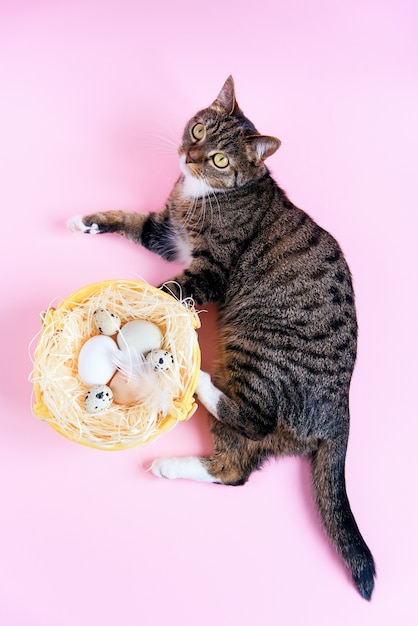 Conceito de Páscoa Gato em casa engraçado com a cesta cheia de ovos de éster na superfície rosa