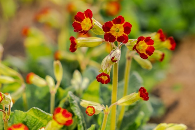 Conceito de Páscoa Primrose Primula com flores vermelhas laranja no canteiro de flores na primavera Primavera floral natural inspiradora ou jardim florescente de verão ou parque Olá primavera