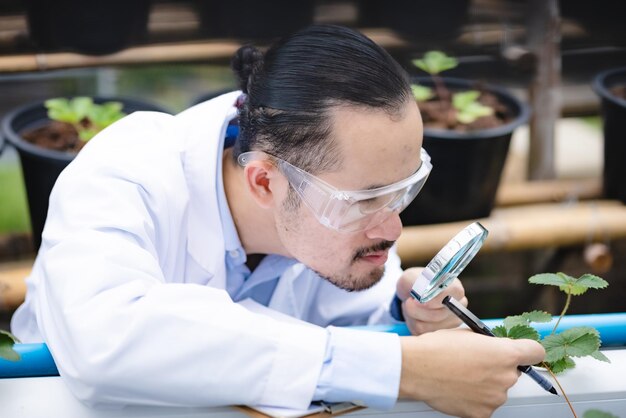 Conceito de pesquisa de cientista de biologia de medicina vegetal campo de laboratório de tecnologia agrícola ao ar livre