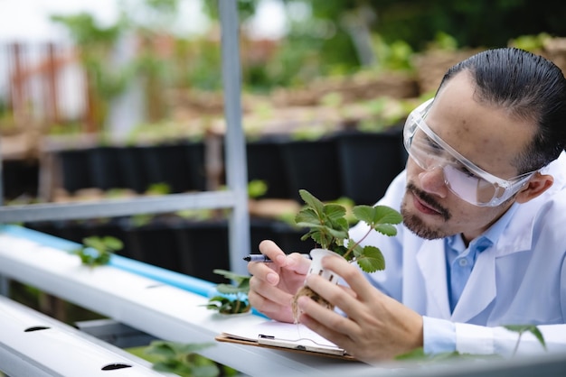 Conceito de pesquisa de cientista de biologia de medicina vegetal campo de laboratório de tecnologia agrícola ao ar livre