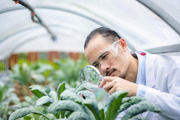 Conceito de pesquisa de cientista de biologia de medicina vegetal campo de laboratório de tecnologia agrícola ao ar livre