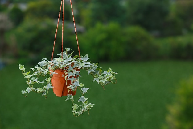 Conceito de planta de casa de planta de hera inglesa em um vaso em fundo de árvore verde