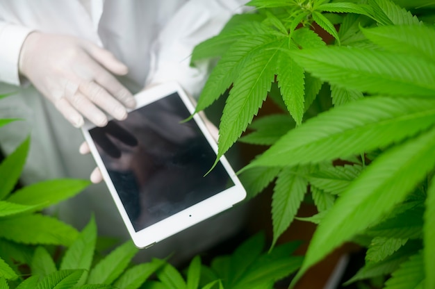 Conceito de plantação de cannabis para médicos, um cientista usando tablet para coletar dados na fazenda interna de cannabis sativa