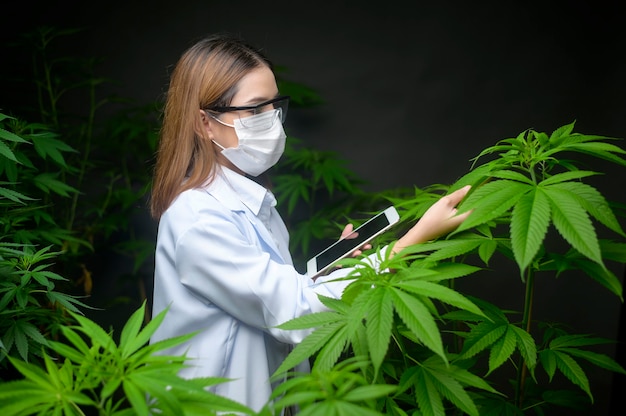 Conceito de plantação de cannabis para médicos, um cientista usando um tablet para coletar dados em uma fazenda interna de cannabis