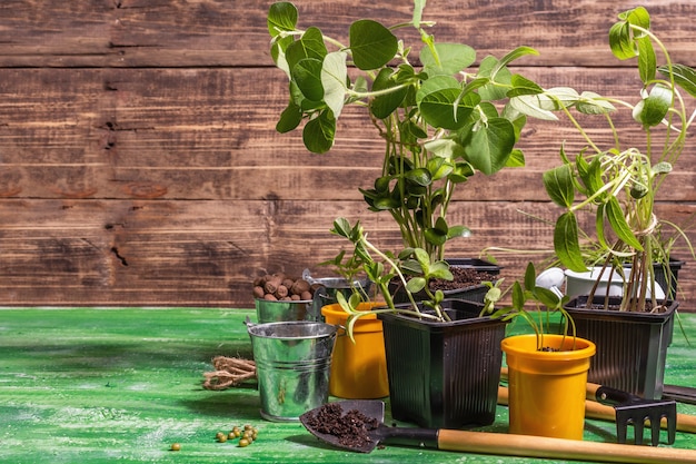 Conceito de plantio e jardinagem de primavera. ferramentas, regador, vasos de flores, baldes, pedras decorativas. brotos frescos de soja, feijão mungo, amendoim, tremoço, grama. mesa de madeira velha, copie o espaço