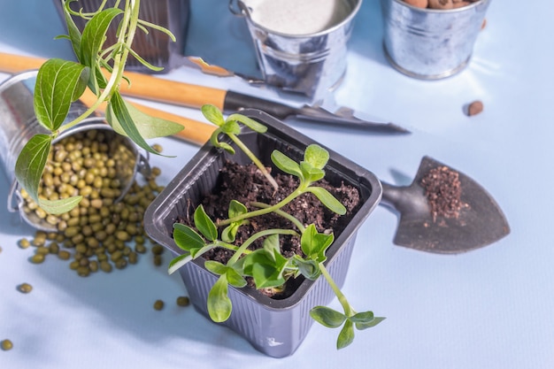 Conceito de plantio e jardinagem de primavera. ferramentas, vasos de flores, baldes, decoração. brotos frescos de soja, feijão mungo, amendoim, tremoço. luz forte da moda, sombra escura em fundo azul, espaço de cópia