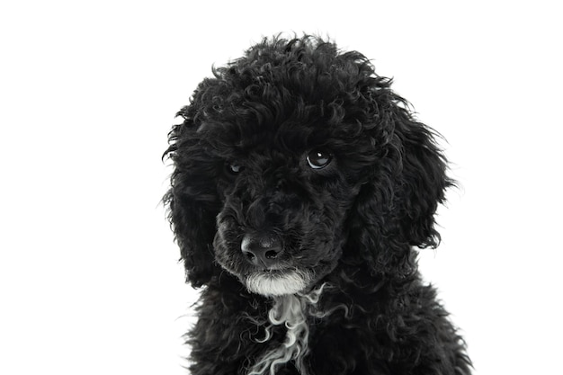 Conceito de poodlu de brinquedo preto para animais de estimação em casa isolado no fundo branco