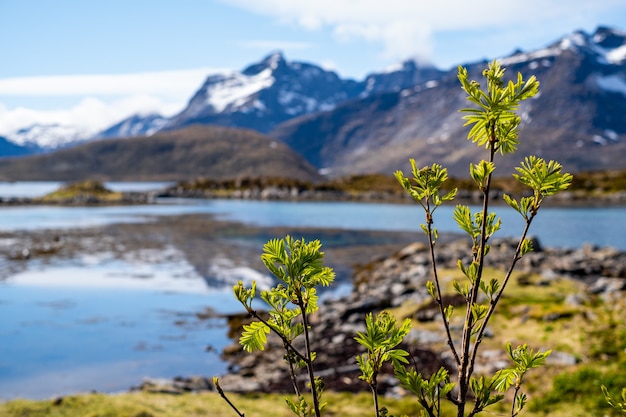 Conceito de primavera na noruega