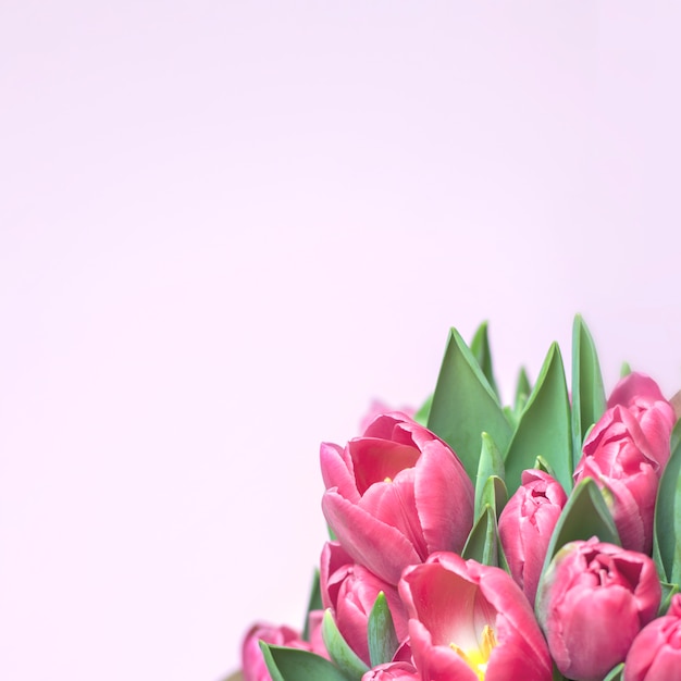 Conceito de primavera, tulipas em rosa, copie o espaço