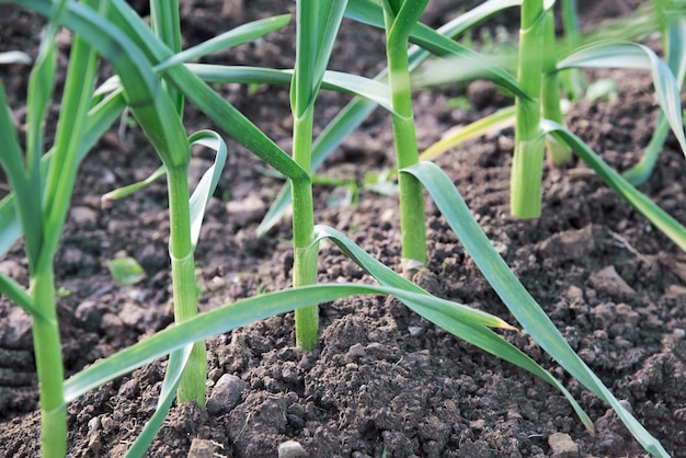 Conceito de produção de alimentos orgânicos jovens plantas de alho crescendo no jardim doméstico