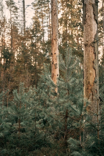 Conceito de reflorestamento Brotos jovens de árvores coníferas Pequena muda de abeto cresce no chão da floresta com musgo verde Pequena árvore conífera