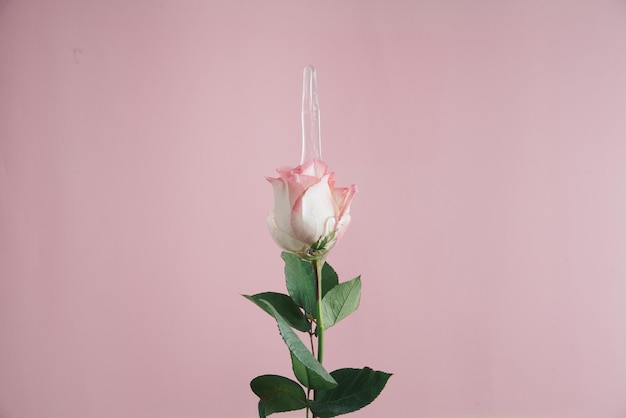 Conceito de rosa com lodo transparente