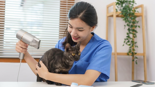 Conceito de salão de animais Veterinário feminino usando secador de cabelo no gato no salão