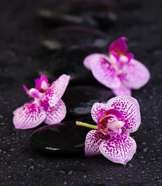 Conceito de spa e massagem Orquídeas naturais com pedras zen