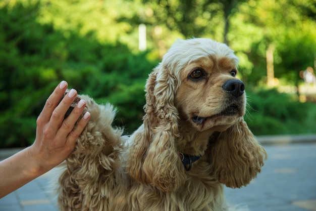 Conceito de spaniel americano de cão de estimação e melhor amigo