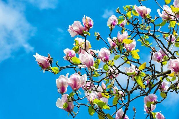 Conceito de temporada de primavera. árvore de magnólia em flor no céu azul. flores desabrochando com pétalas violetas em dia ensolarado. florescer, florescer, florescer. natureza, beleza, meio ambiente