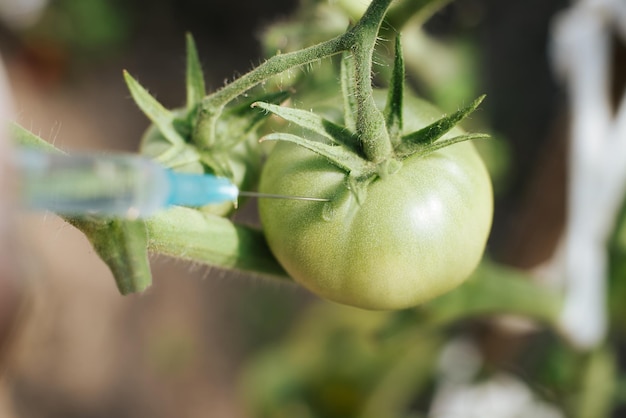 Conceito de vegetais geneticamente modificados Closeup de cientista injetando vacina OGM em tomate verde verde crescendo em estufa Foco seletivo em vegetais e agulha de seringa