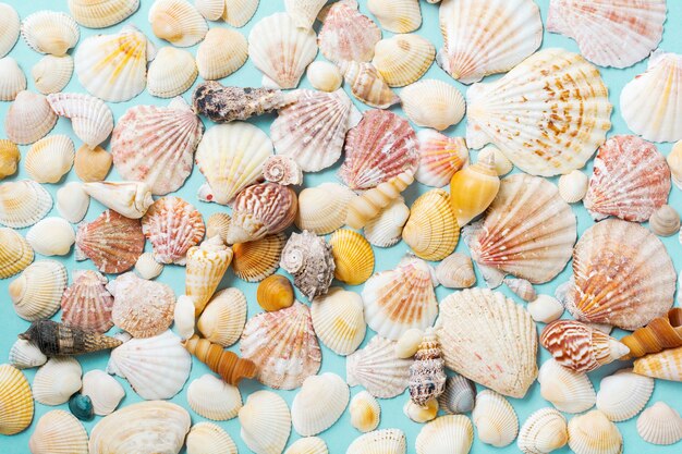 Conceito de verão com conchas do mar e estrelas do mar em um azul