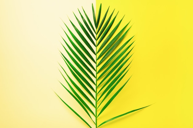 Conceito de verão com estilo. Folhas de palmeira tropical no fundo amarelo e azul. Natureza mínima.