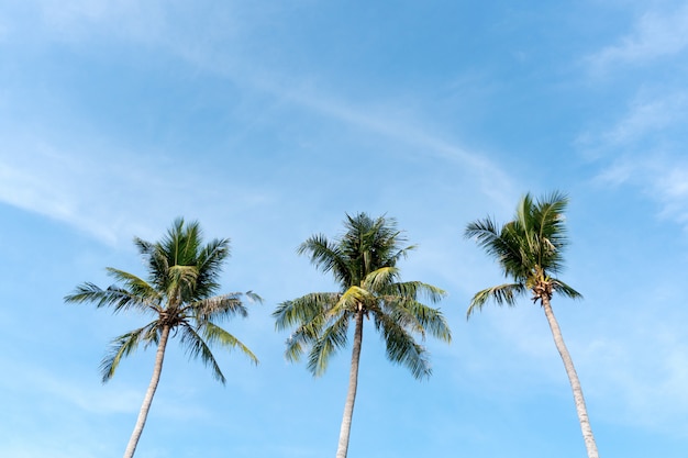 Conceito de verão praia de coqueiro palmeira