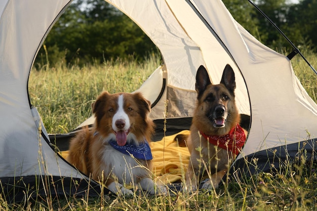 Conceito de viagem com animais de estimação Cães felizes em acampar pastores alemães e australianos