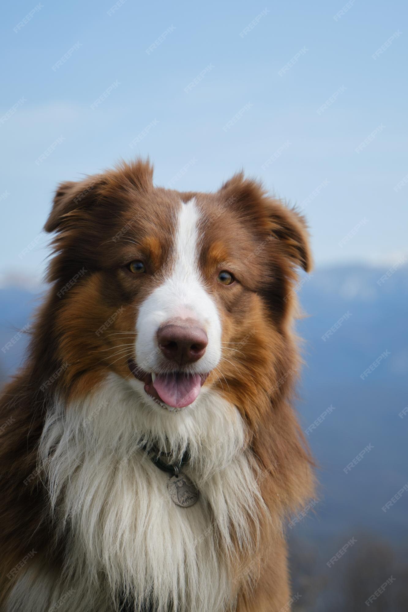 Pastor Australiano - Cão Nosso