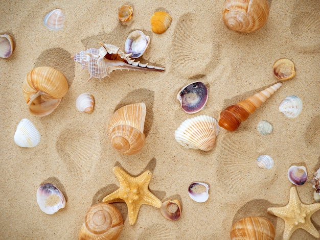 Conceito de viagem marítima de descanso de verão Estrela do mar e conchas na areia vista superior da areia