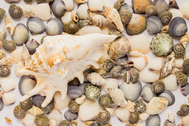 Conceito de viagens e férias. fundo de conchas do mar. variedade de conchas do mar da praia