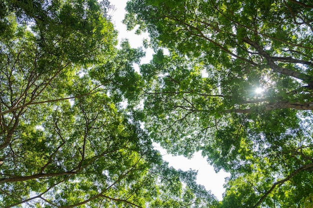 Conceito do Dia da Terra com fundo de floresta tropical sentido natural com árvore de dossel